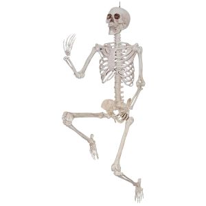 Sunstar 60 Inch Posable Skeleton