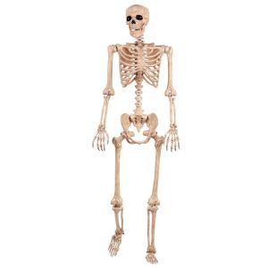 Seasons Life Size Posable Skeleton 5 Feet Bone Color