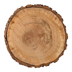 Warm And Cozy Collection 12 X 12 Die Cut Paper Tree Trunk