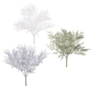 Cedar Bush 22 X 22 Inches 3 Assorted Styles