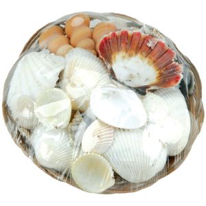 Coco Midrib Sea Shell Basket 6 Inches Natural