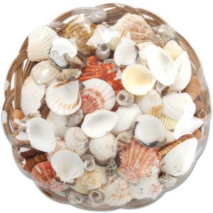 Darice Sea Shell Basket 10 inch Natural