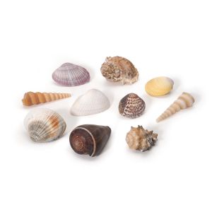 Assorted Large Natural Beach Sea Shell Package