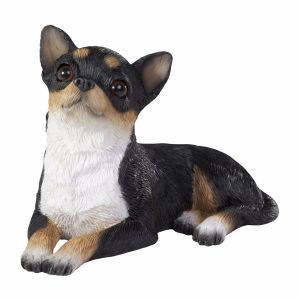 Chihuahua TRI small size