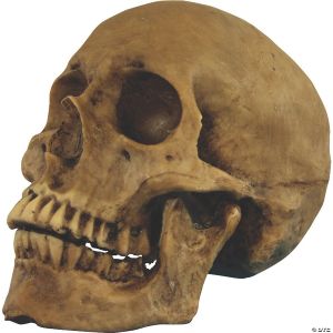 Morris SKULL RESIN CRANIUM