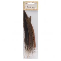  Ringneck Pheasant Feathers 6/Pkg-Natural