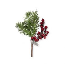  Christmas Pick Pine 12 Indy